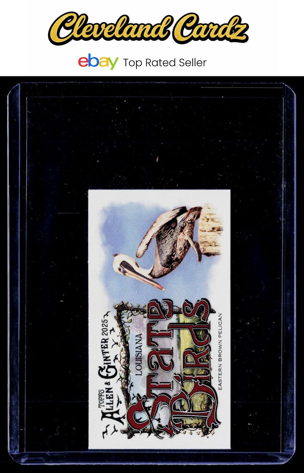 2025 Topps Allen & Ginter #SB-6 Lark Bunting Mini State Birds